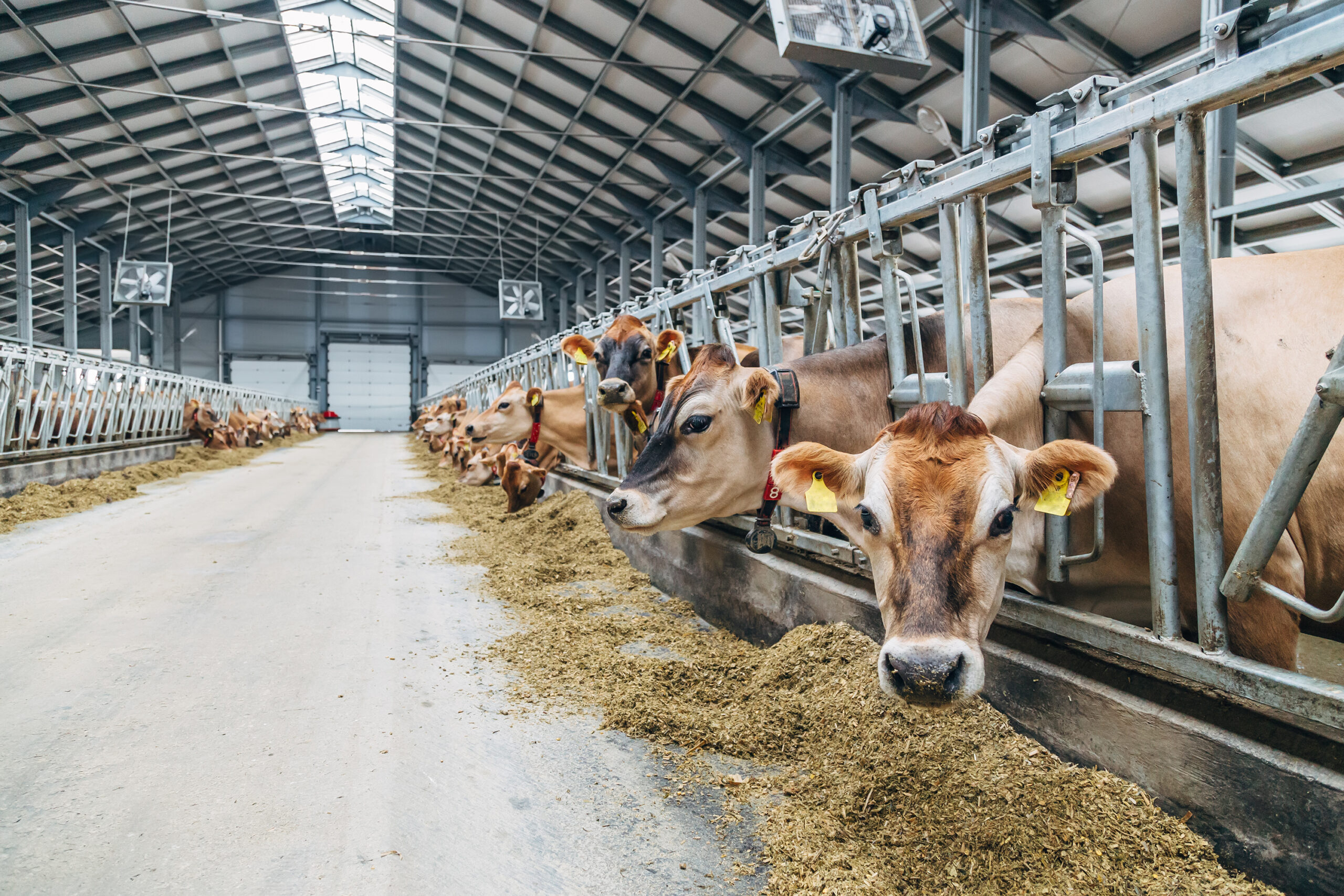 Jersey dairy cows in free livestock stall