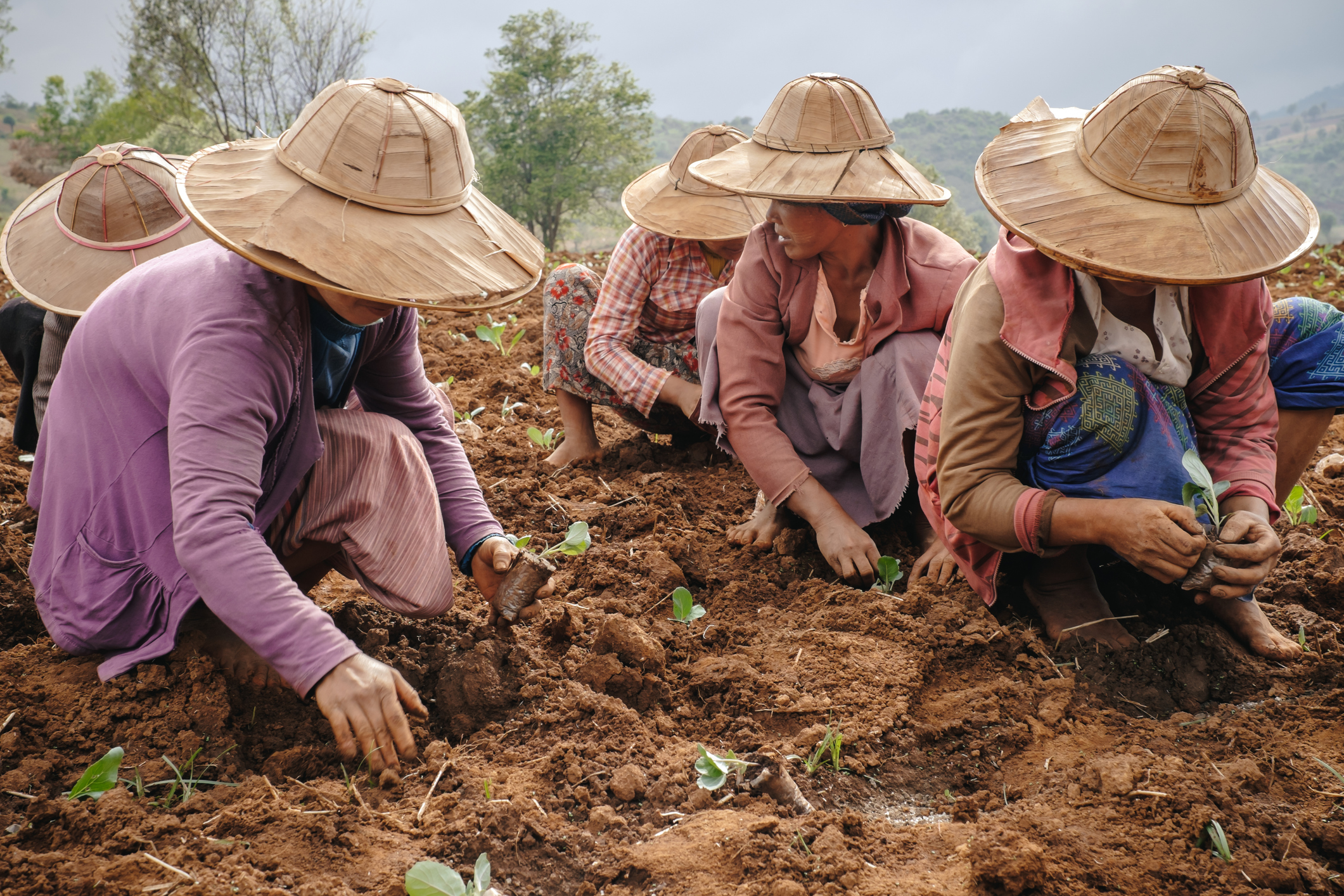 Rural life and working of burmese people
