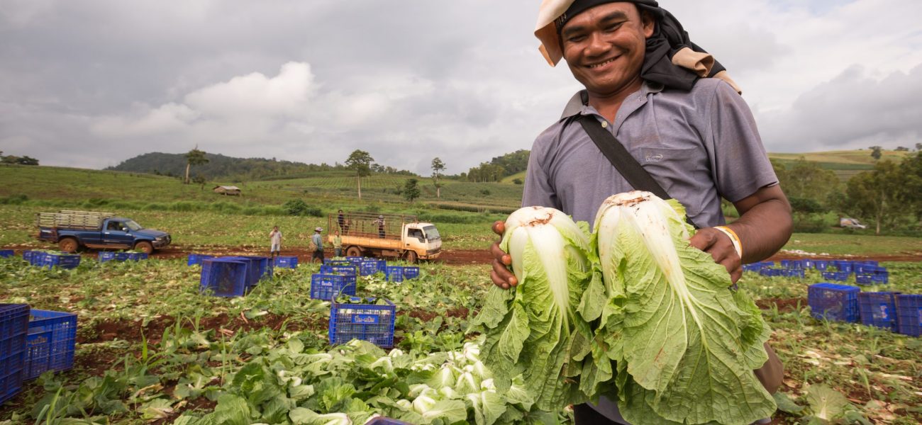 PHOP PHRA, TAK, THAILAND - SEPTEMBER 11, 2016 : Unidentified man Myanmar migrant worker is sorting napa cabbage into the basket at the farm, Phop Phra, Tak, Thailand.