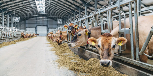 Jersey dairy cows in free livestock stall