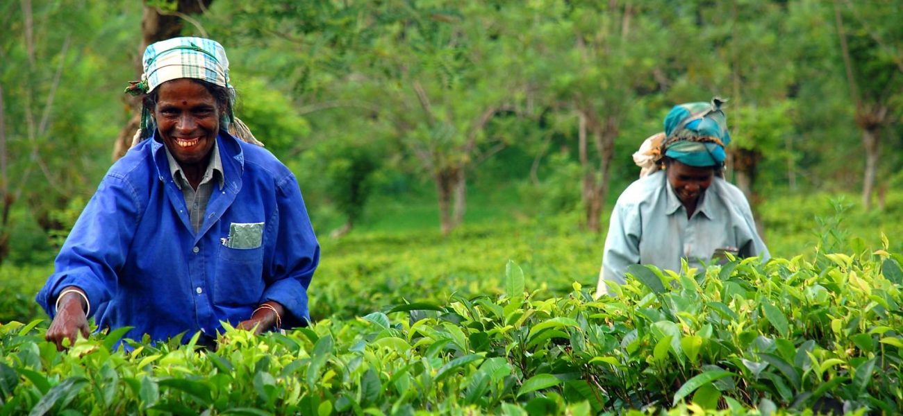 "Kandy, Sri Lanka - December 4, 2008: Two Tamil smiling tea workers at the tea plantation"
