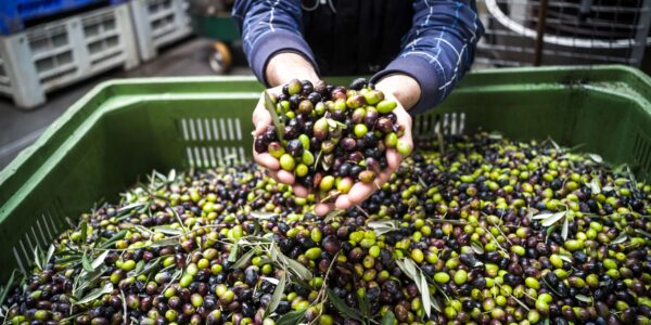 Mat; landbruk; skog (57)