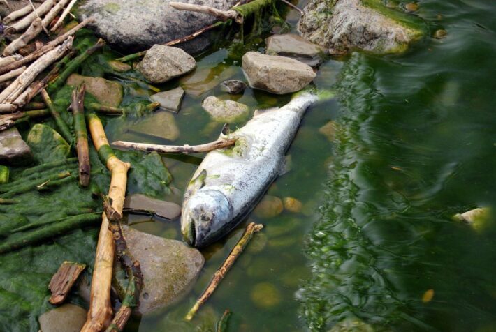 Concern for the Environment, Dead Fish, Pollution, Nature