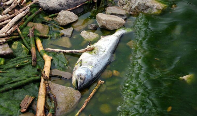 Concern for the Environment, Dead Fish, Pollution, Nature