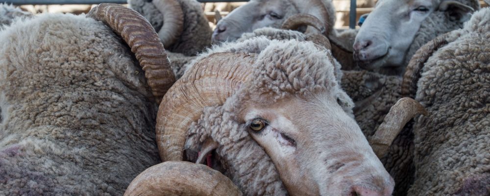 SheepSaleYards 2_Australia_Jo-Ann McArthur (We Animals)