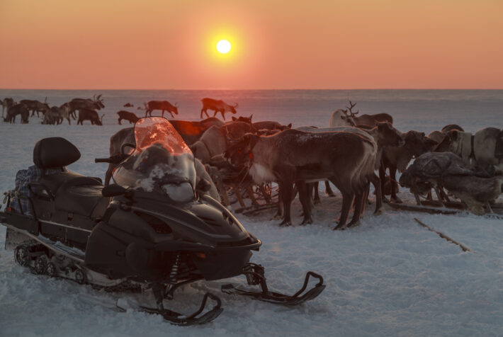 snowmobile and reindeer herd on the pasture north, amid a warm Sun, at sunset