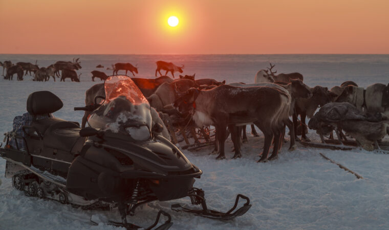 snowmobile and reindeer herd on the pasture north, amid a warm Sun, at sunset