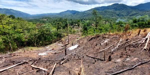 Clearing New Land by Burning. Deforestation - Stock Photo