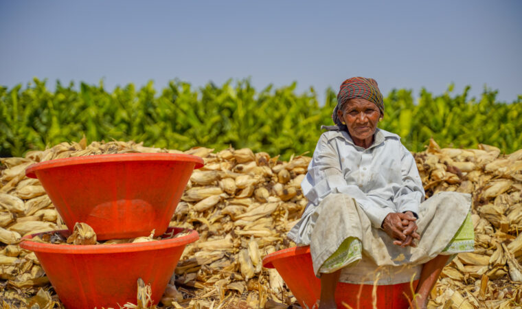 indian old woman harvesting corn at agriculture field