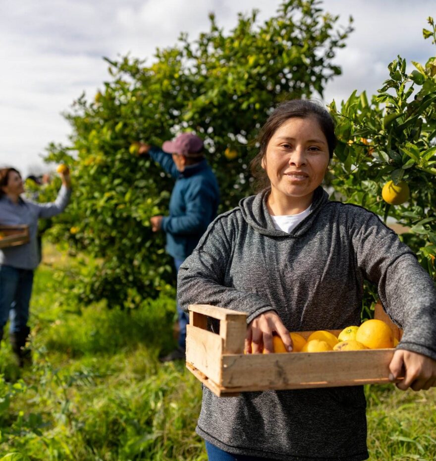 Portrait of a Latin American woman harvesting oranges in a plantation and looking at the camera smiling - agriculture concepts