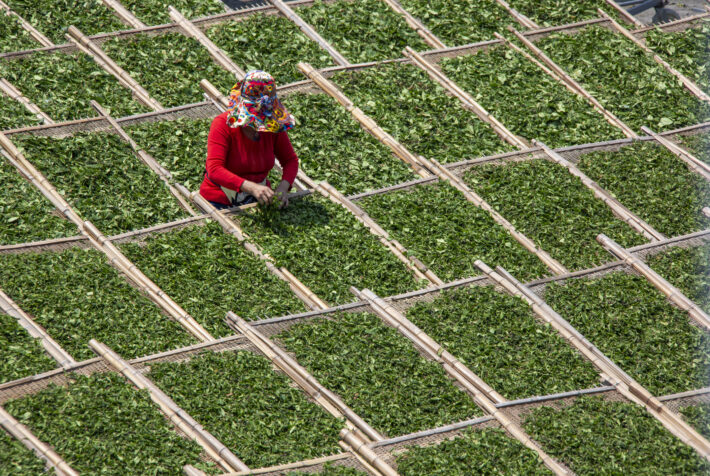 A worker is drying tea leaves in a tea factory, åpenhet om ansvar 2025