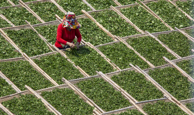 A worker is drying tea leaves in a tea factory, åpenhet om ansvar 2025