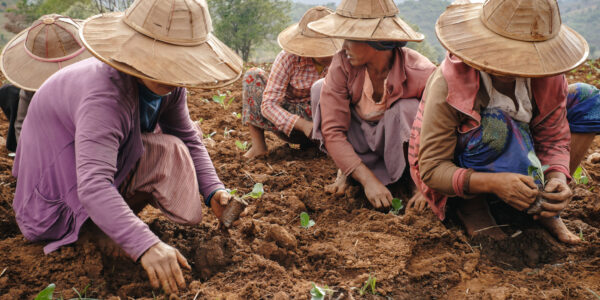Rural life and working of burmese people