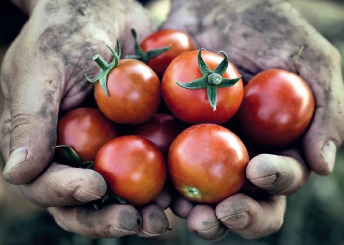 tomater, Italia, arbeider