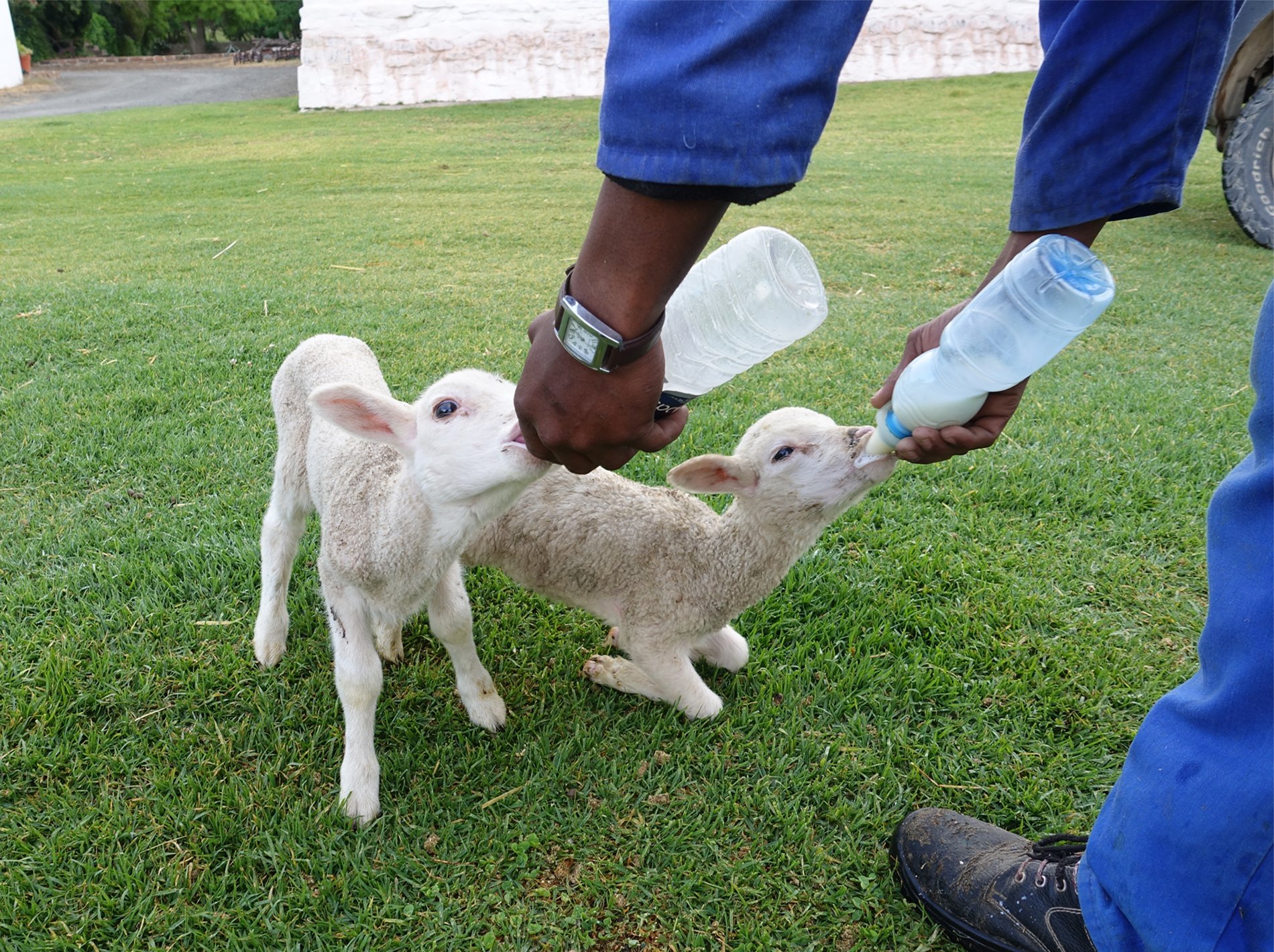 Delta i forum for bærekraftig produksjon av ull og mohair i Sør-Afrika